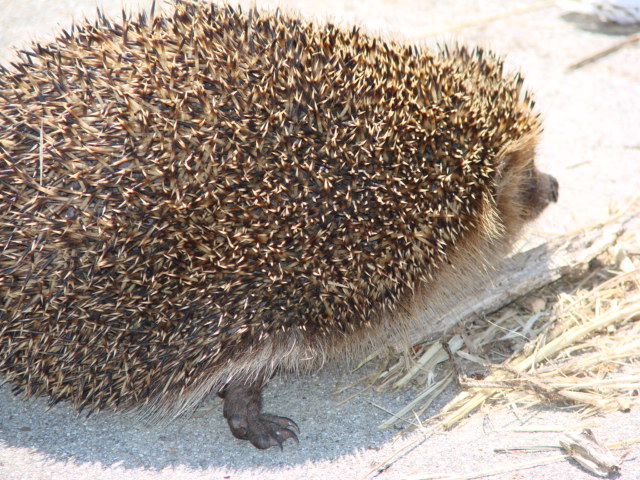 Riccio, Erinaceus europaeus - Castel Fusano (RM)